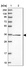 Anti-FAM98C Antibody