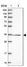Anti-FAM98C Antibody