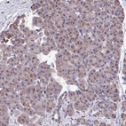 Immunohistochemical staining of human Pancreas shows very weak granular cytoplasmic positivity in exocrine glandular cells.