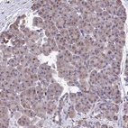 Immunohistochemical staining of human Pancreas shows very weak granular cytoplasmic positivity in exocrine glandular cells.