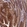 Anti-ANGPTL2 Antibody