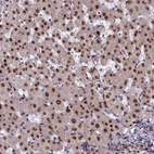 Anti-CASP5 Antibody