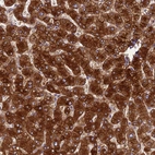 Anti-SPIRE1 Antibody