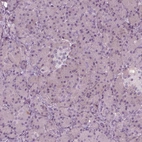 Immunohistochemical staining of human pancreas shows no positivity in exocrine glandular cells as expected.