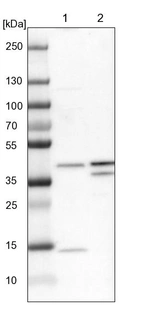 Lane 1: NIH-3T3 cell lysate (Mouse embryonic fibroblast cells)_br/_Lane 2: NBT-II cell lysate (Rat Wistar bladder tumour cells)