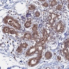 Anti-KIAA1328 Antibody