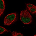 Immunofluorescent staining of human cell line U-251 MG shows localization to nucleoplasm.