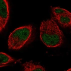 Immunofluorescent staining of human cell line U-251 MG shows localization to nucleoplasm.
