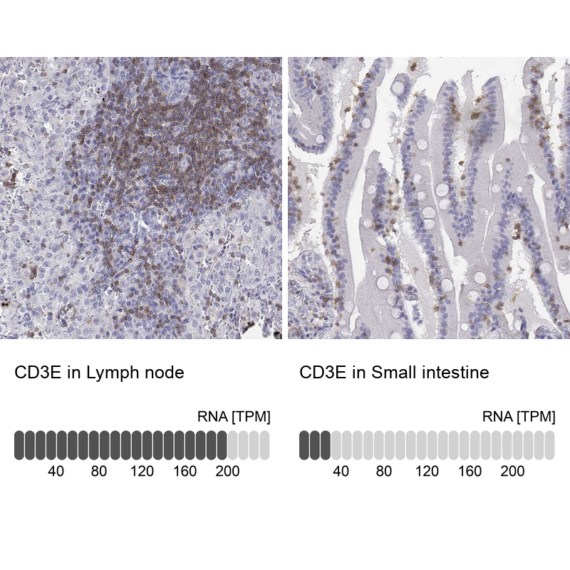 Anti-CD3E Antibody