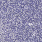 Anti-CD3E Antibody