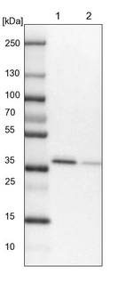 Lane 1: NIH-3T3 cell lysate (Mouse embryonic fibroblast cells)_br/_Lane 2: NBT-II cell lysate (Rat Wistar bladder tumour cells)