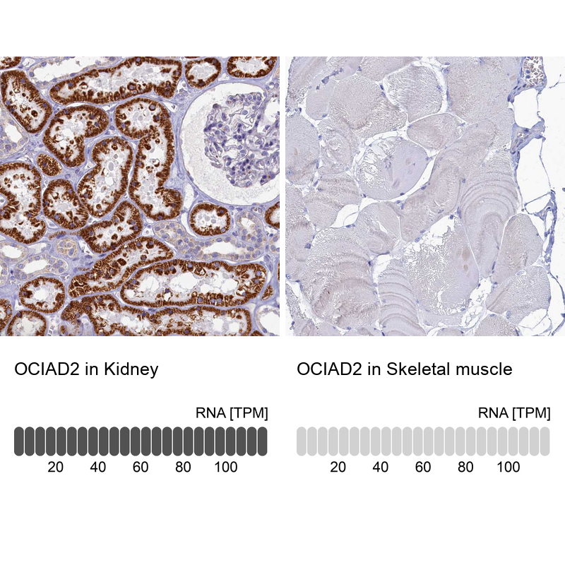 Anti-OCIAD2 Antibody