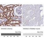 Anti-OCIAD2 Antibody