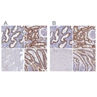 Immunohistochemical staining of human endometrium, kidney, skeletal muscle and upper gastrointestinal using Anti-OCIAD2 antibody HPA040979 (A) shows similar protein distribution across tissues to independent antibody HPA041090 (B).