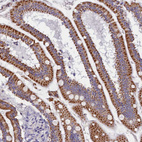 Immunohistochemical staining of human small intestine shows strong granular cytoplasmic positivity in glandular cells.
