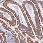 Immunohistochemical staining of human small intestine shows strong granular cytoplasmic positivity in glandular cells.