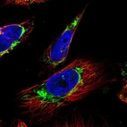 Immunofluorescent staining of human cell line U-251 MG shows localization to mitochondria.