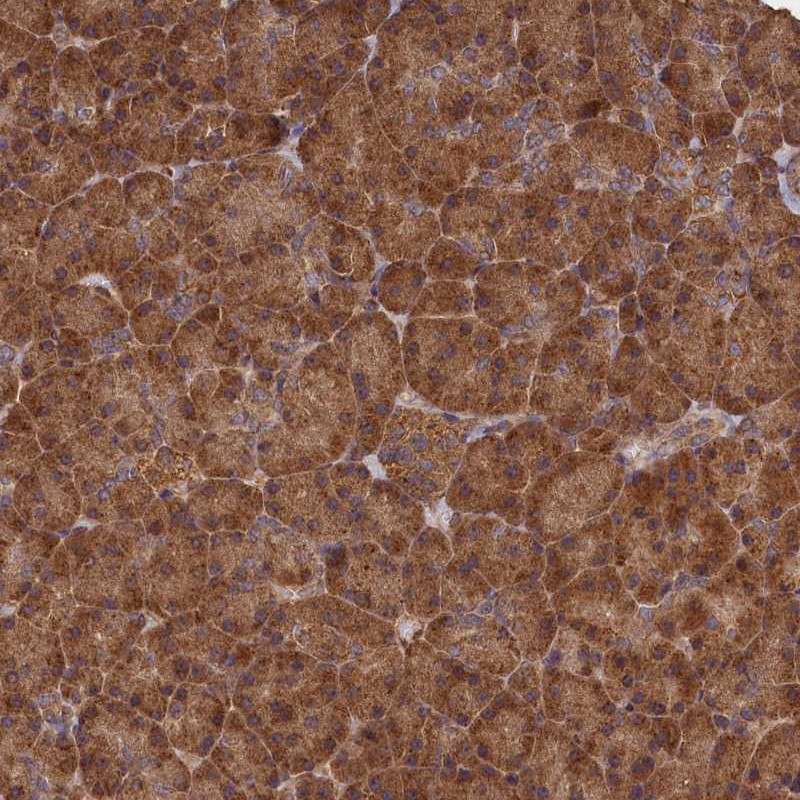 Anti-SNX33 Antibody