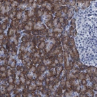 Anti-C10orf88 Antibody