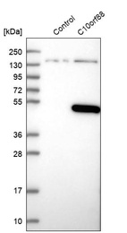 Anti-C10orf88 Antibody