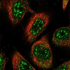 Immunofluorescent staining of human cell line U-251 MG shows localization to nuclear speckles & cytosol.