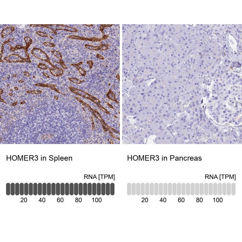 Anti-HOMER3 Antibody