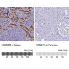 Anti-HOMER3 Antibody