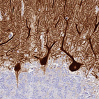 Anti-HOMER3 Antibody