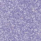 Immunohistochemical staining of human lymphoid tissues shows no positivity in non-germinal center cells.