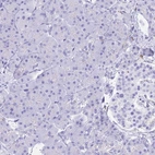 Immunohistochemical staining of human pancreas shows no positivity in exocrine glandular cells.