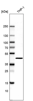 Western blot analysis in human cell line THP-1.