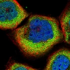 Immunofluorescent staining of human cell line A-431 shows localization to nucleoplasm & cytosol.