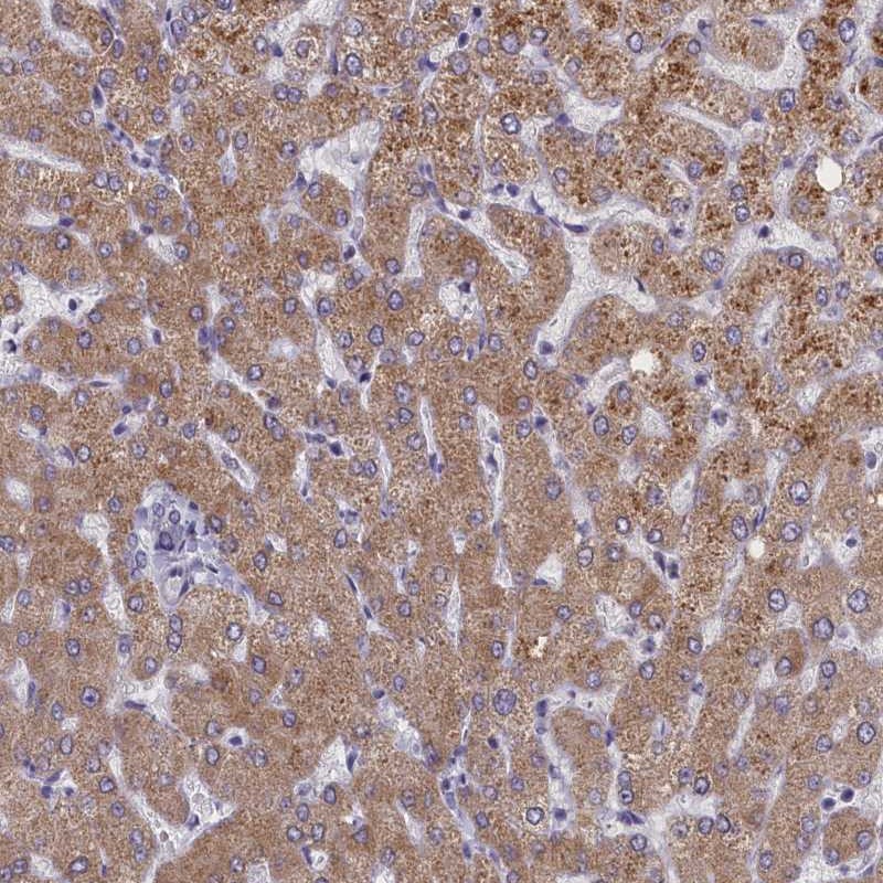 Anti-ELOA2 Antibody