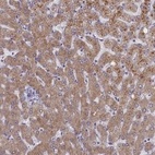 Anti-ELOA2 Antibody