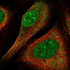 Immunofluorescent staining of human cell line U-2 OS shows localization to nucleoplasm, nuclear bodies & cytosol.