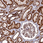 Immunohistochemical staining of human kidney shows strong positivity in cytoplasm in cells in tubules.