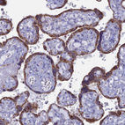 Immunohistochemical staining of human placenta shows strong granular cytoplasmic positivity in trophoblastic cells.