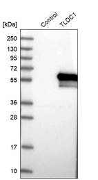 Western blot analysis in control (vector only transfected HEK293T lysate) and TLDC1 over-expression lysate (Co-expressed with a C-terminal myc-DDK tag (~3.1 kDa) in mammalian HEK293T cells, LY402813).