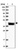 Anti-FAM217B Antibody