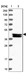 Anti-FAM217B Antibody