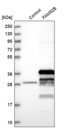 Western blot analysis in control (vector only transfected HEK293T lysate) and FAM92B over-expression lysate (Co-expressed with a C-terminal myc-DDK tag (~3.1 kDa) in mammalian HEK293T cells, LY403680).