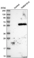 Western blot analysis in control (vector only transfected HEK293T lysate) and TMEM151A over-expression lysate (Co-expressed with a C-terminal myc-DDK tag (~3.1 kDa) in mammalian HEK293T cells, LY407116).