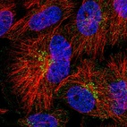 Immunofluorescent staining of human cell line U-251 MG shows localization to the Golgi apparatus.
