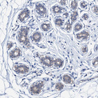 Immunohistochemical staining of human breast shows weak cytoplasmic positivity in glandular cells.