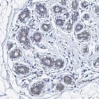 Immunohistochemical staining of human breast shows weak cytoplasmic positivity in glandular cells.