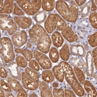 Immunohistochemical staining of human kidney shows moderate cytoplasmic positivity in cells in tubules.