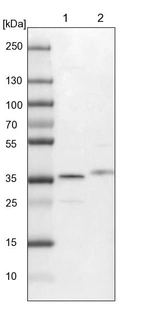 Lane 1: NIH-3T3 cell lysate (Mouse embryonic fibroblast cells)_br/_Lane 2: NBT-II cell lysate (Rat Wistar bladder tumour cells)