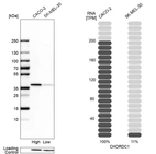 Western blot analysis in human cell lines Caco-2 and SK-MEL-30 using Anti-CHORDC1 antibody. Corresponding CHORDC1 RNA-seq data are presented for the same cell lines. Loading control: Anti-HDAC1.
