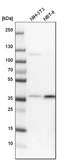 Western blot analysis in mouse cell line NIH-3T3 and rat cell line NBT-II.