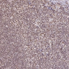 Immunohistochemical staining of human lymph node shows strong nuclear positivity in non-germinal center cells.